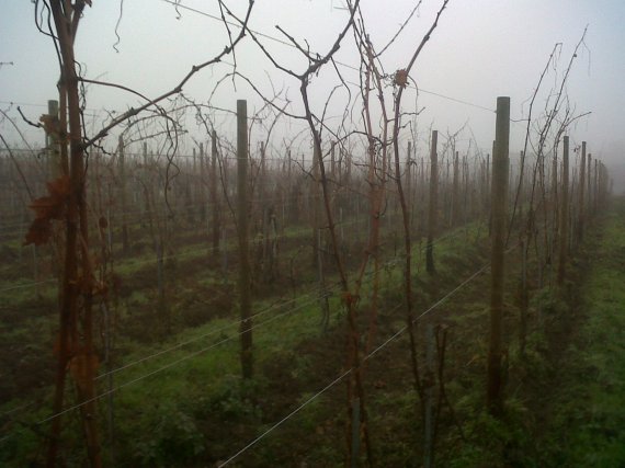 vignes Alsace en bio